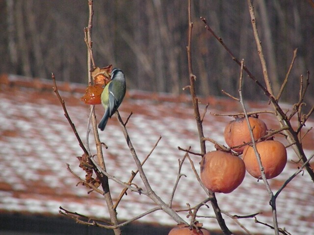 dalla finestra di casa...